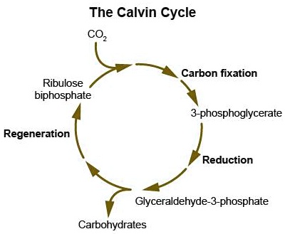 SOLVED: The Calvin Cycle Carbon fixation Ribulose biphosphate ...