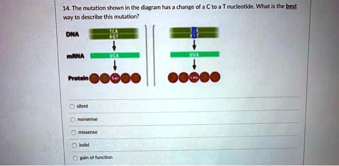 14, The mutation shown In the diagram has change ofa … - SolvedLib