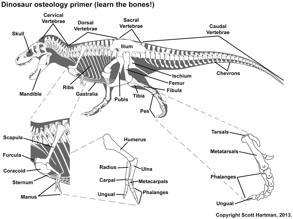 SOLVED: Dinosaur osteology primer (learn the bones!) Cervical Vertebrae ...