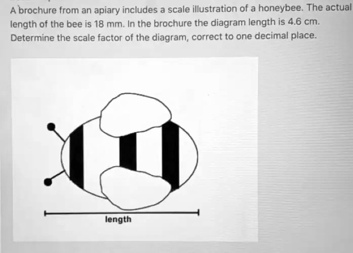 A brochure from an apiary includes a scale illustration of a honeybee ...