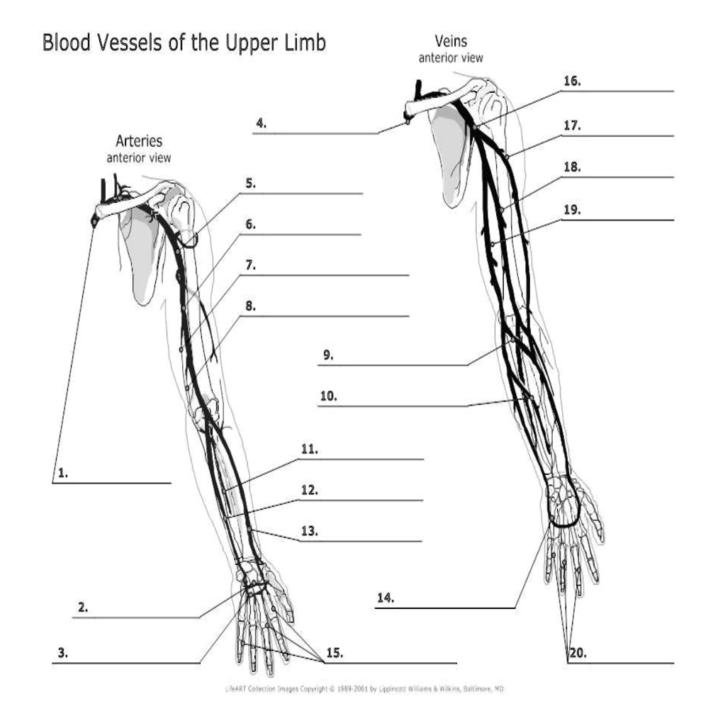 SOLVED: Texts: Name the vessels supplying the upper extremity. Blood ...