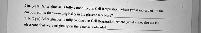 21a. (2pts) After glucose is fully catabolized in Cell Respiration, where (what molecule) are the carbon atoms that were originally in the glucose molecule?
21b. (2pts) After glucose is fully oxidized in Cell Respiration, where (what molecule) are the electrons that were originally on the glucose molecule?
