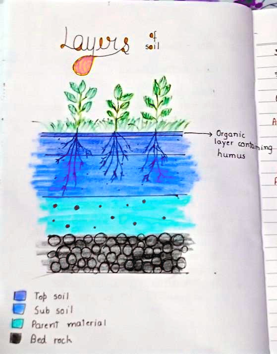 Q15. Draw a neat diagram of soil profile and label the different horizons  as well as bedrockin Soil - Brainly.in