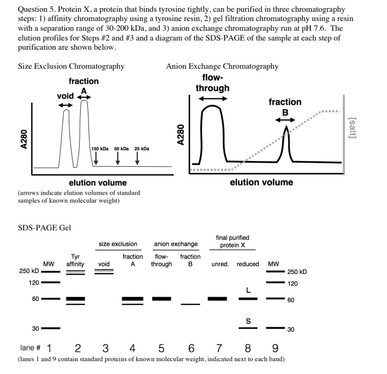 SOLVED Question 5 Prolein X prolein that binds tyrosine tightly can be
