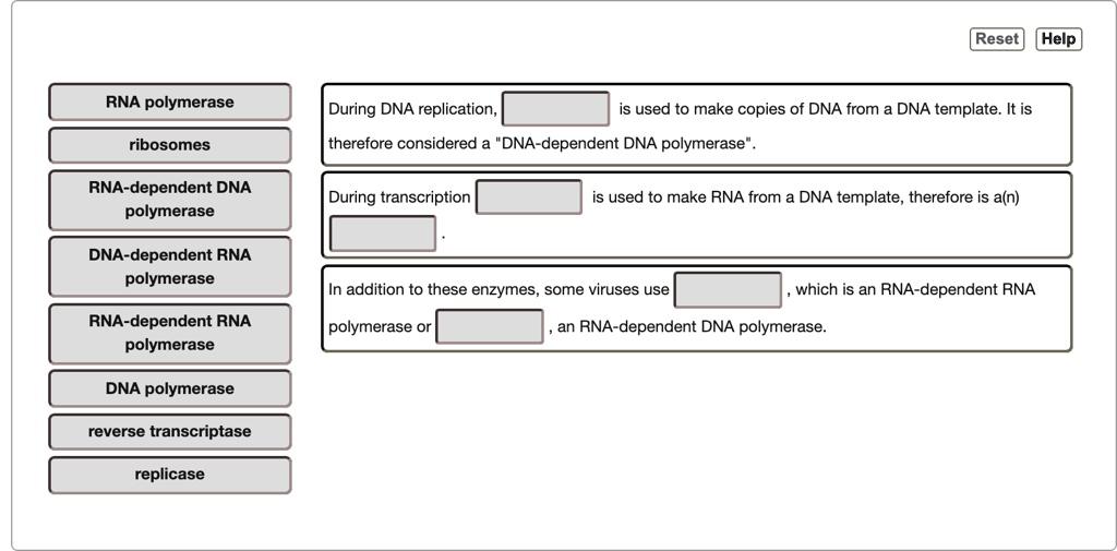 RNA polymerase
ribosomes
RNA-dependent DNA polymerase
DNA-dependent RNA polymerase
RNA-dependent RNA polymerase
DNA polymerase
reverse transcriptase
replicase
During DNA replication, [ ] is used to make copies of DNA from a DNA template. It is therefore considered a "DNA-dependent DNA polymerase".
During transcription [ ] is used to make RNA from a DNA template, therefore is a(n) [ ].
In addition to these enzymes, some viruses use [ ], which is an RNA-dependent RNA polymerase or [ ], an RNA-dependent DNA polymerase.