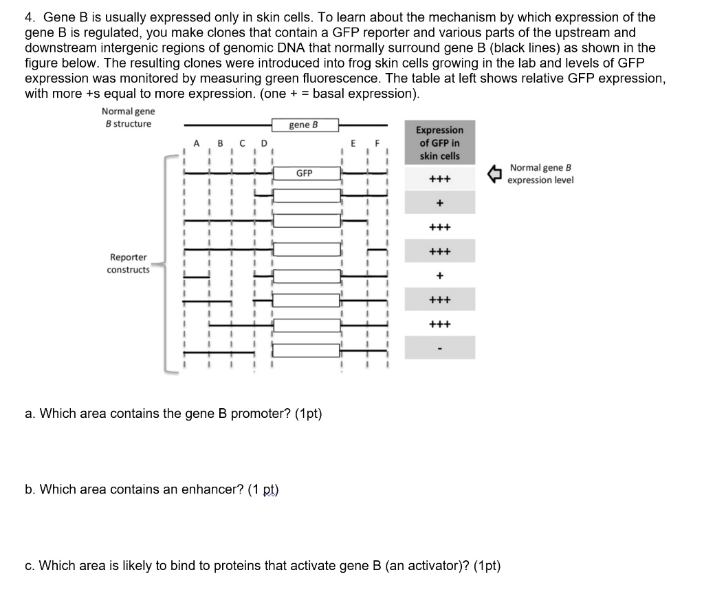 SOLVED:Gene B Is Usually Expressed Only In Skin Cells. To Learn About ...