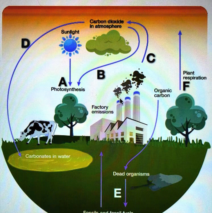 SOLVED: 'Which arrow or arrows indicate a process that cycles carbon ...