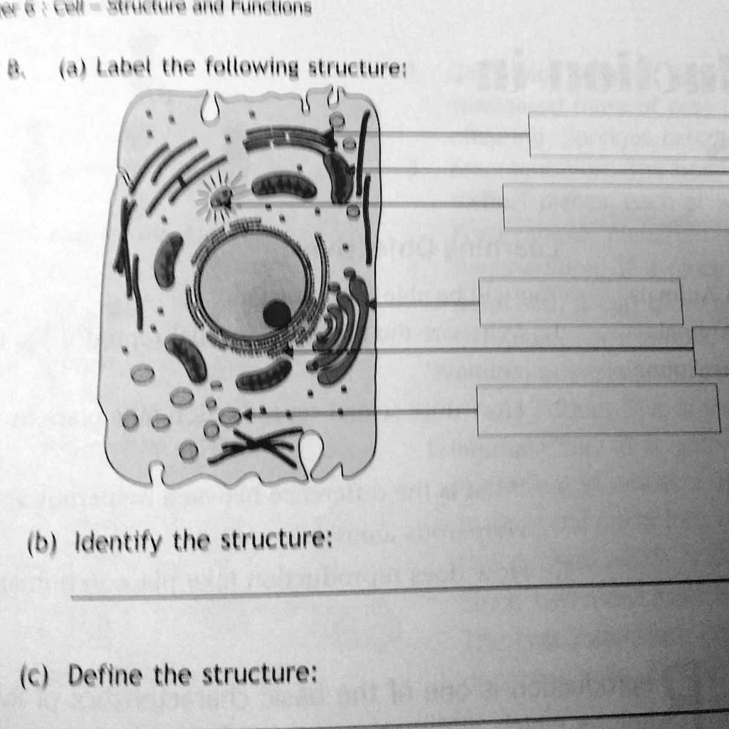 SOLVED: (a) Label The Following Structure: B. (b) Identify The ...