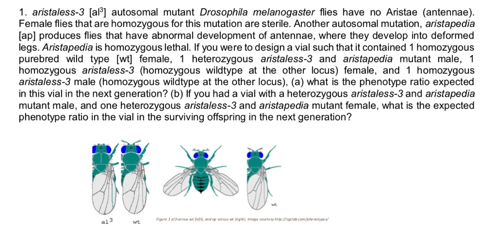 Solved 1. (10pts) Drosophila have become a popular model for