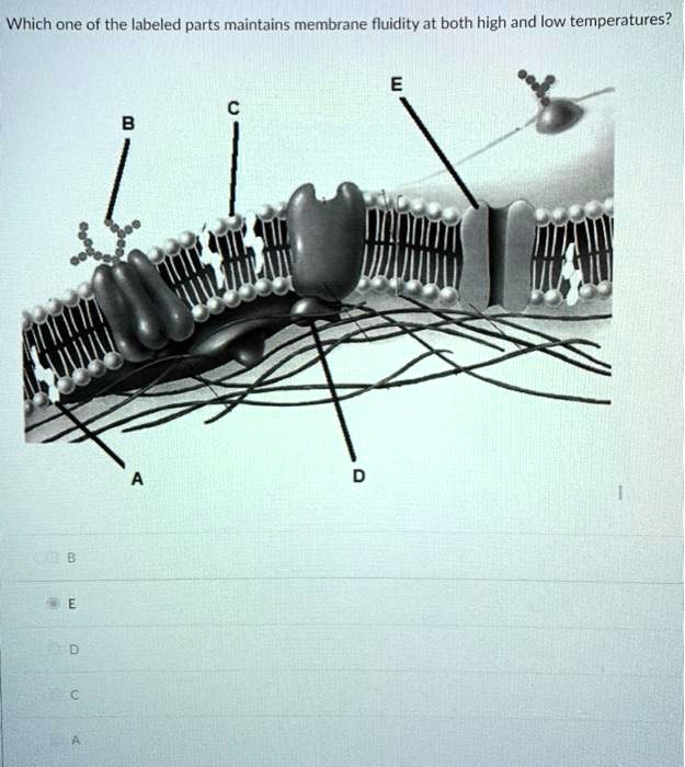 SOLVED: Which one of the labeled parts maintains membrane fluidity at ...