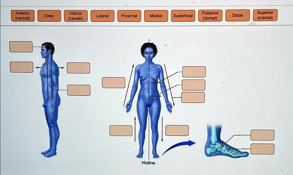 y=-10 Anterior (ventral) Inferior (caudal) Posterior (dorsal) Superior