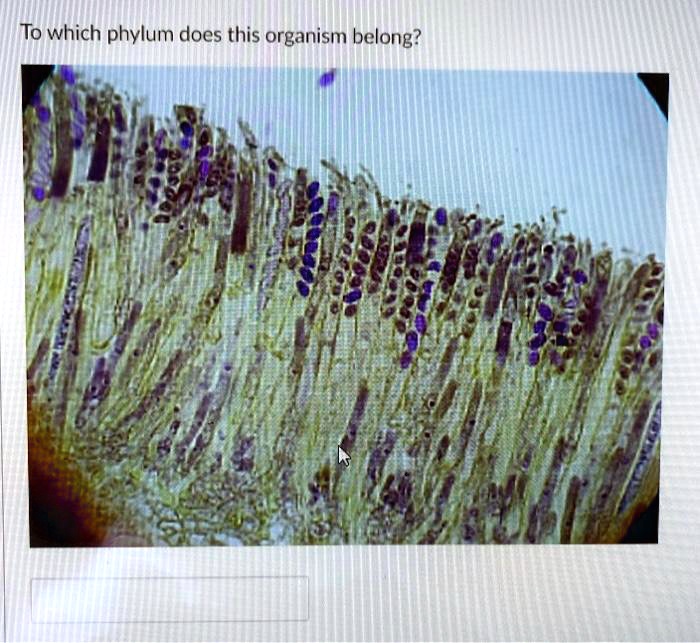 To which phylum does this organism belong?