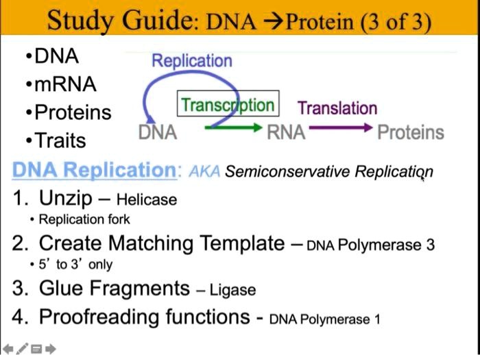 Dna Polymerase Iii Function In Dna Replication