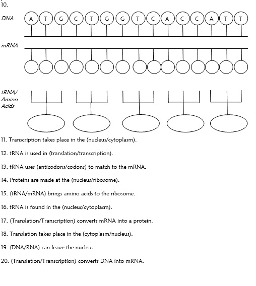 SOLVED: Directions: Use the DNA code to create your mRNA code. Use the ...