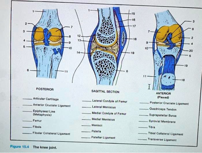 SOLVED: 13 20 19 18 POSTERIOR SAGITTAL SECTION ANTERIOR (Flexed ...