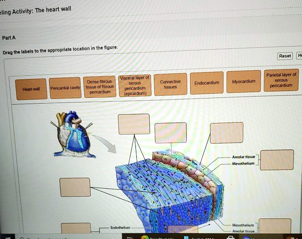 Activity: The heart wall
Part A
Drag the labels to the appropriate location in the figure.
Heart wall
Pericardial cavity
Dense fibrous tissue of fibrous pericardium
Visceral layer of serous pericardium (epicardium)
Connective tissues
Endocardium
Myocardium
Parietal layer of serous pericardium
Areolar tissue
Mesothelium
Endothelium
Mesothelium
Areolar tissue