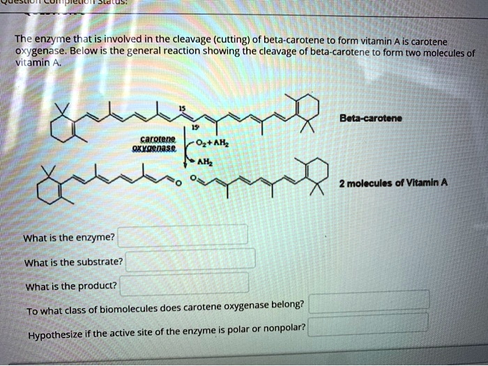 The enzyme that is involved in the cleavage (cutting) of betacarotene