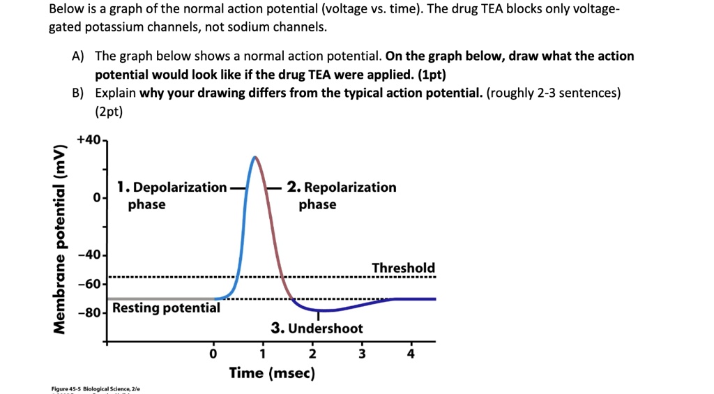 Normal Action Potential Graph Below is a graph of the normal action potential voltage vs...