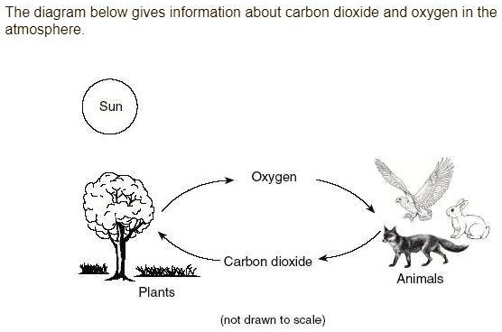 SOLVED: 'What is the name of the process represented in this diagram that  produces the oxygen?u202f A Photosynthesis B Metamorphosis C Respiration D  Fertilization The diagram below gives information about carbon dioxide