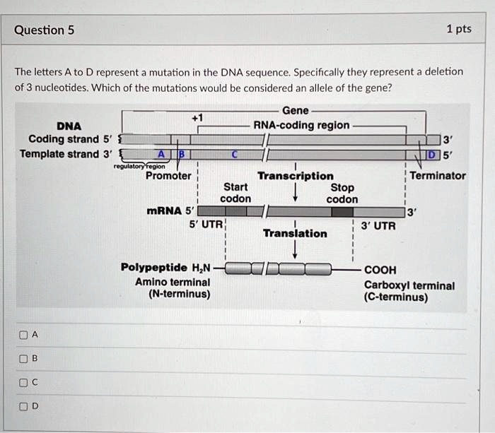 Question 5
1 pts
The letters A to D represent a mutation in the DNA sequence. Specifically they represent a deletion
of 3 nucleotides. Which of the mutations would be considered an allele of the gene?
+1
Gene
RNA-coding region
DNA
Coding strand 5'
Template strand 3'
A
B
C
D
3'
D 5'
Terminator
AB
C
regulatory region
Promoter
Transcription
mRNA 5'
Start
codon
5' UTR
Stop
codon
3'
3' UTR
Polypeptide H?N
Amino terminal
(N-terminus)
Translation
COOH
Carboxyl terminal
(C-terminus)