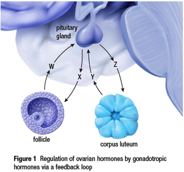 Which Of The Following Is A Gonadotropic Hormone figure 1 regulation of ovarian hormones by gonadotropic hormones via a