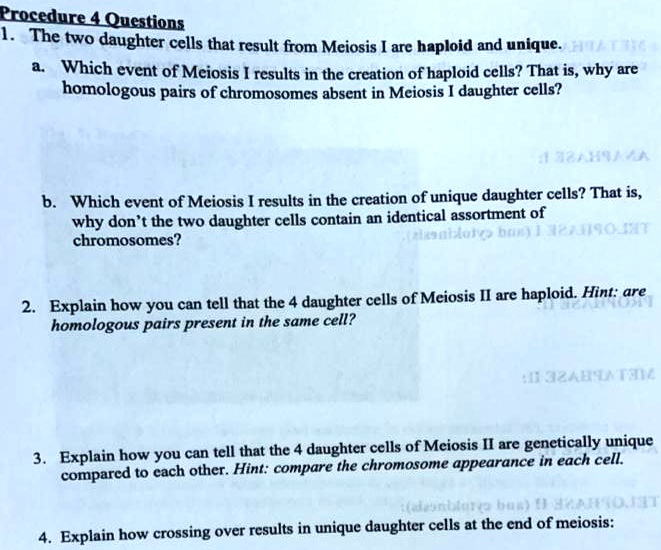 Procedure 4 Questions
1. The two daughter cells that result from Meiosis I are haploid and unique.
a. Which event of Meiosis I results in the creation of haploid cells? That is, why are homologous pairs of chromosomes absent in Meiosis I daughter cells?
b. Which event of Meiosis I results in the creation of unique daughter cells? That is, why don't the two daughter cells contain an identical assortment of chromosomes?
2. Explain how you can tell that the 4 daughter cells of Meiosis II are haploid. Hint: are homologous pairs present in the same cell?
3. Explain how you can tell that the 4 daughter cells of Meiosis II are genetically unique compared to each other. Hint: compare the chromosome appearance in each cell.
4. Explain how crossing over results in unique daughter cells at the end of meiosis: