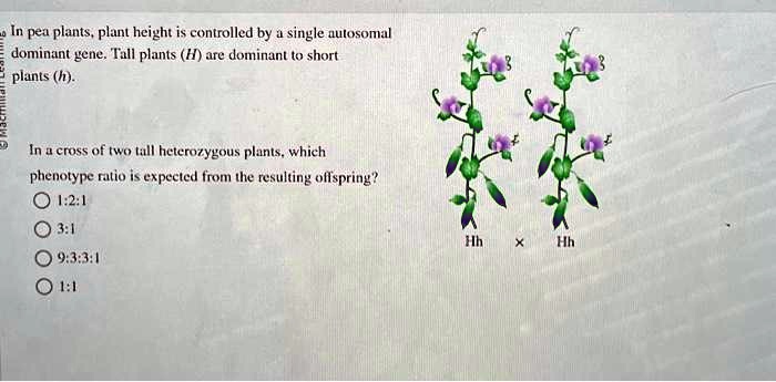 SOLVED: In pea plants,plant height is controlled by a single autosomal ...