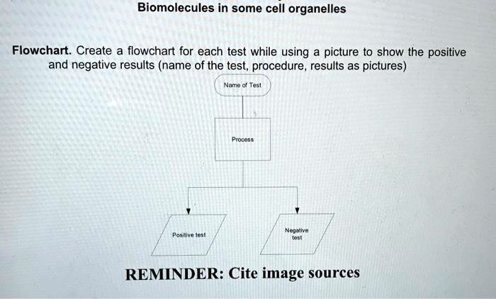 SOLVED: Biomolecules in Some Cell Organelles Flowchart: Creating a ...