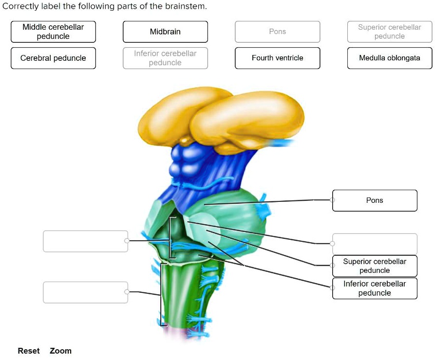 SOLVED Correctlv label the following parts of the brainstem Middle