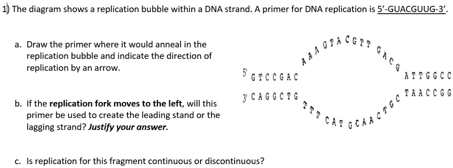 10 the diagram shows a replication bubble within a dna strand a primer ...