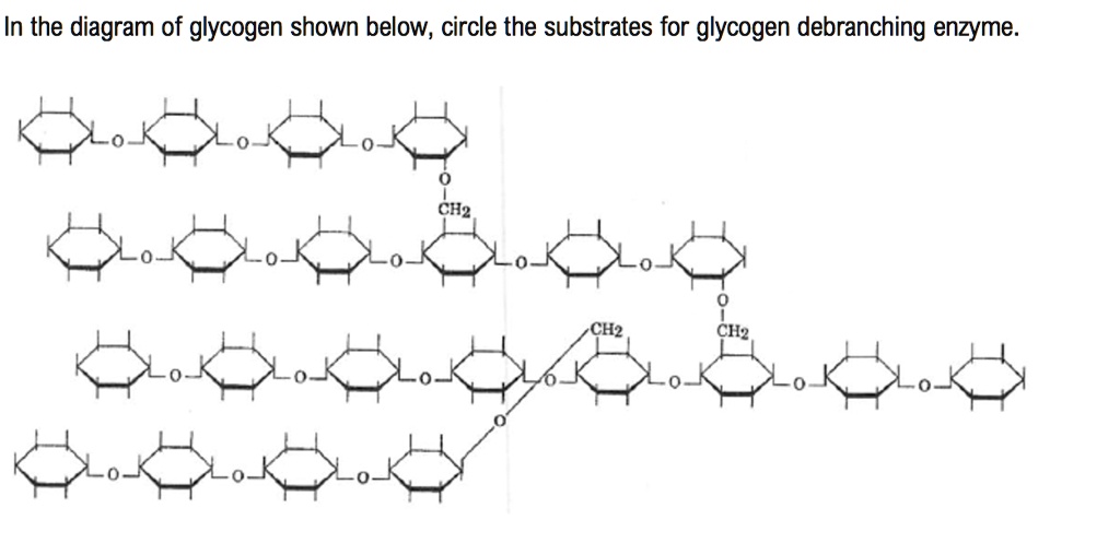 SOLVED In the diagram of glycogen shown below; circle the substrates