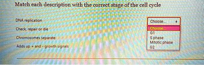 SOLVED: Match each description with the correct stage ofthe cell cycle ...