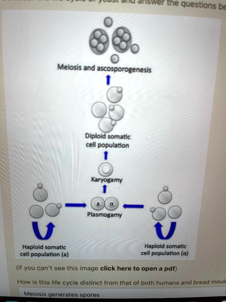 What Is Karyogamy Class 11