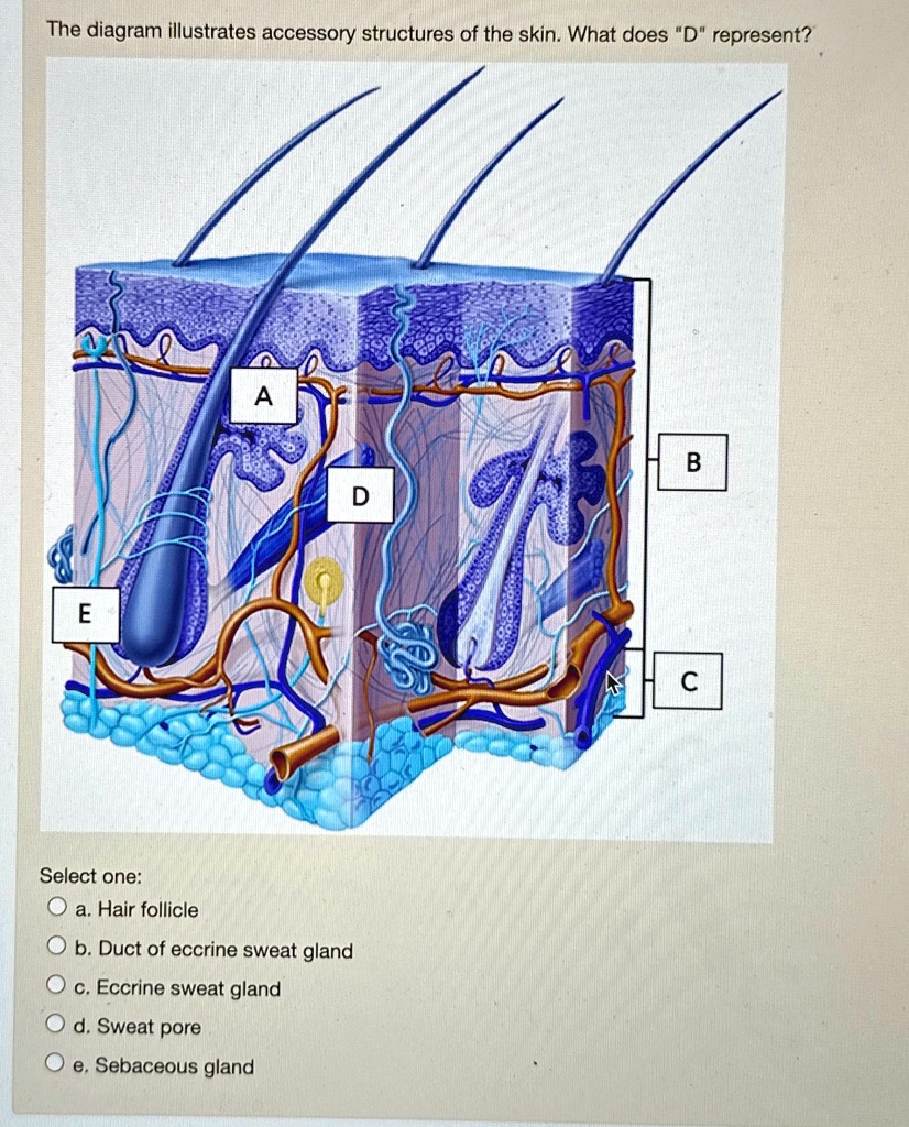 SOLVED: The diagram illustrates accessory structures of the skin. What ...