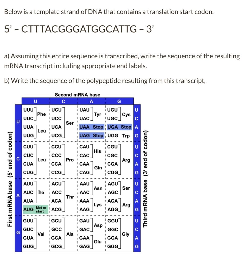 SOLVED: Below is a template strand of DNA that contains a translation ...