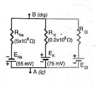 if a cell is at rest it is assumed that the current does not flow through the chlorine branch the circuit around the neurons can be given in fig 4 25 as simple a find the normal resistance values at t