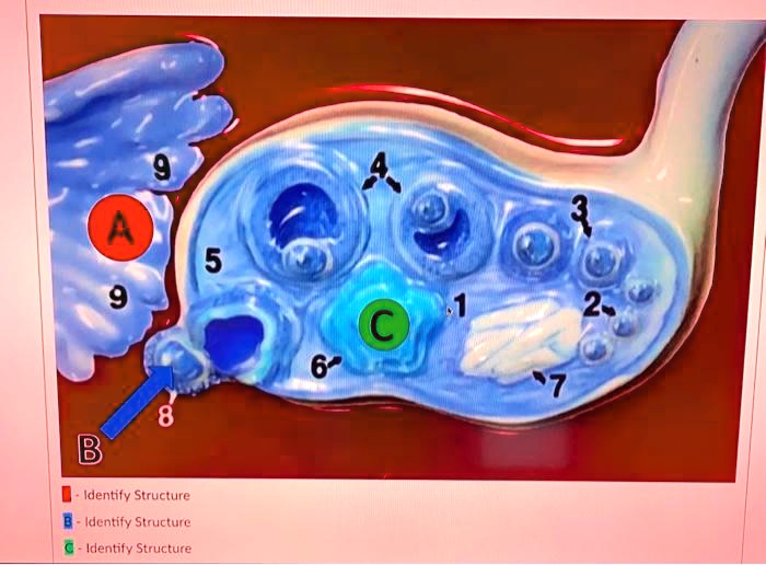 9
A
9
5
B
8
- Identify Structure
B-Identify Structure
C-Identify Structure
4
3
1
2
C
6
7