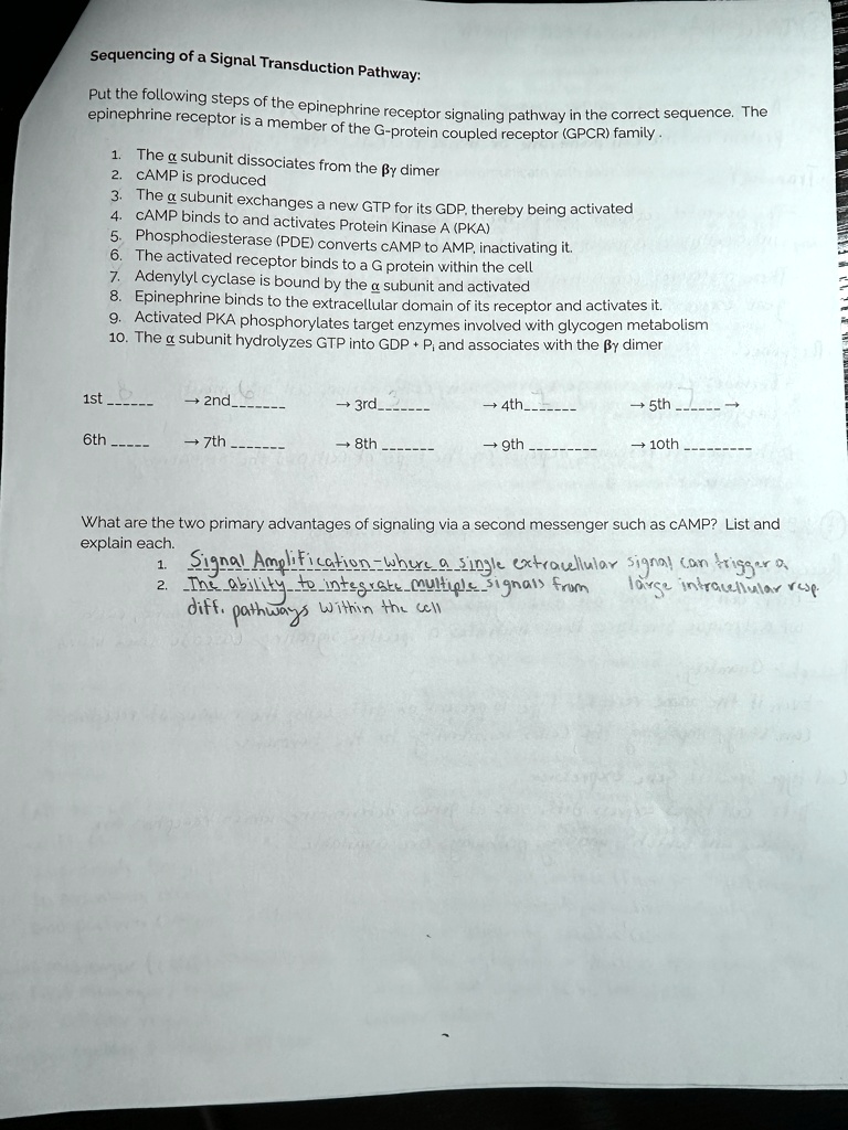 sequencing of a signal transduction pathway put the following steps of the epinephrine receptor signaling pathway in the correct sequence the epinephrine receptor is a member of the g protei 61413