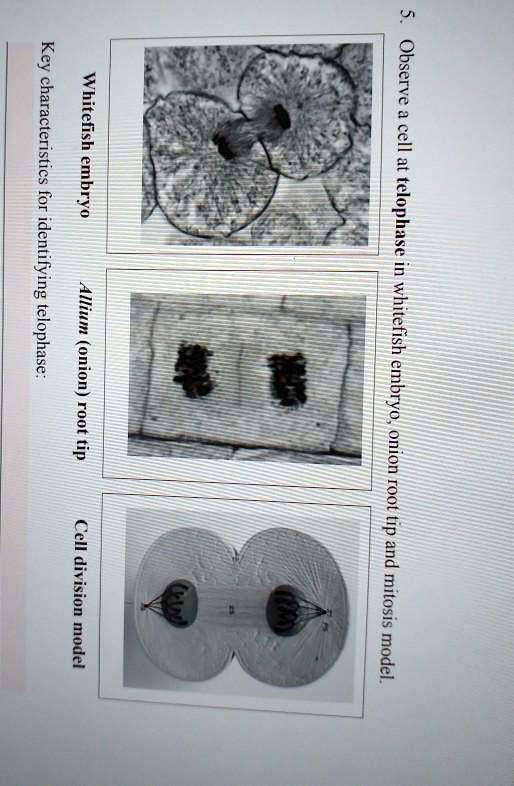 SOLVED Observe cell telophase whitefish 1 1 rool tip and mitoss model