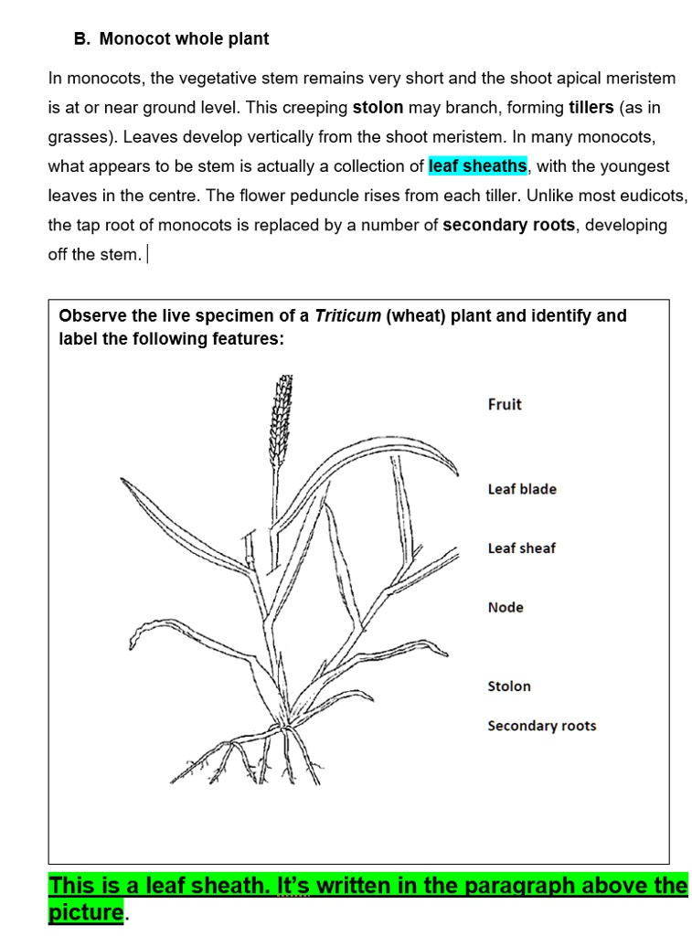 SOLVED Monocot whole plant In monocots, the vegetative stem remains