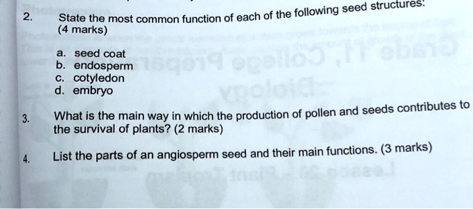 planting eucalyptus in a pot Eucalyptus Tree