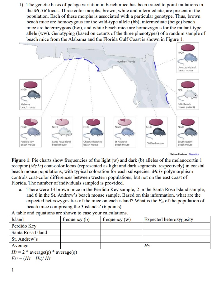 1) The genetic basis of pelage variation in beach mice has been traced to point mutations in the MC1R locus. Three color morphs, brown, white and intermediate, are present in the population. Each of these morphs is associated with a particular genotype. Thus, brown beach mice are homozygous for the wild-type allele (bb), intermediate (beige) beach mice are heterozygous (bw), and white beach mice are homozygous for the mutant-type allele (ww). Genotyping (based on counts of the three phenotypes) of a random sample of beach mice from the Alabama and the Florida Gulf Coast is shown in Figure 1.

Figure 1: Pie charts show frequencies of the light (w) and dark (b) alleles of the melanocortin 1 receptor (Mcl1r) coat-color locus (represented as light and dark segments, respectively) in coastal beach mouse populations, with typical coloration for each subspecies. Mc1r polymorphism controls coat-color differences between western populations, but not on the east coast of Florida. The number of individuals sampled is provided.
a. There were 13 brown mice in the Perdido Key sample, 2 in the Santa Rosa Island sample, and 6 in the St. Andrew’s beach mouse sample. Based on this information, what are the expected heterozygosities of the mice on each island? What is the Fst of the population of beach mice comprising the 3 islands? (6 points)
A table and equations are shown to ease your calculations.
Island frequency (b) frequency (w) Expected heterozygosity
Perdido Key
Santa Rosa Island
St. Andrew’s
Average Hs
HT = 2 * average(p) * average(q)
FST = (HT – HS)/ HT