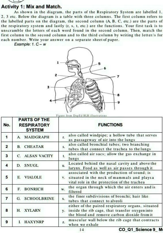 Answer it please, I need help. Activity 1 Mix and Match Shown in the