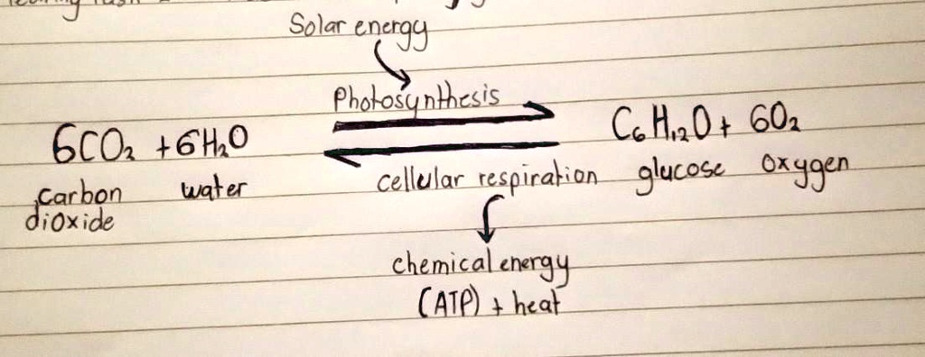 SOLVED: '3. Draw a sample plant and animal. Illustrate how photosynthesis  and respira- tion exist between these two organisms. Write a simple story  about photosyn- thesis and respiration. My Plant and Animal: