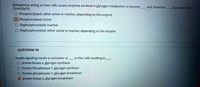 Epinephrine acting on liver cells causes enzymes involved in glycogen metabolism to become  and, therefore . (Caution: Think Carefully!!!!)

Phosphorylated; either active or inactive, depending on the enzyme
Phosphorylated; Active
Dephosphorylated; Inactive
Dephosphorylated; either active or inactive, depending on the enzyme

QUESTION 10

Insulin signaling results in activation of  in liver cells resulting in .
protein kinase a, glycogen synthesis
Protein Phosphatase-1; glycogen synthesis
Protein phosphatase-1; glycogen breakdown
protein kinase a, glycogen breakdown