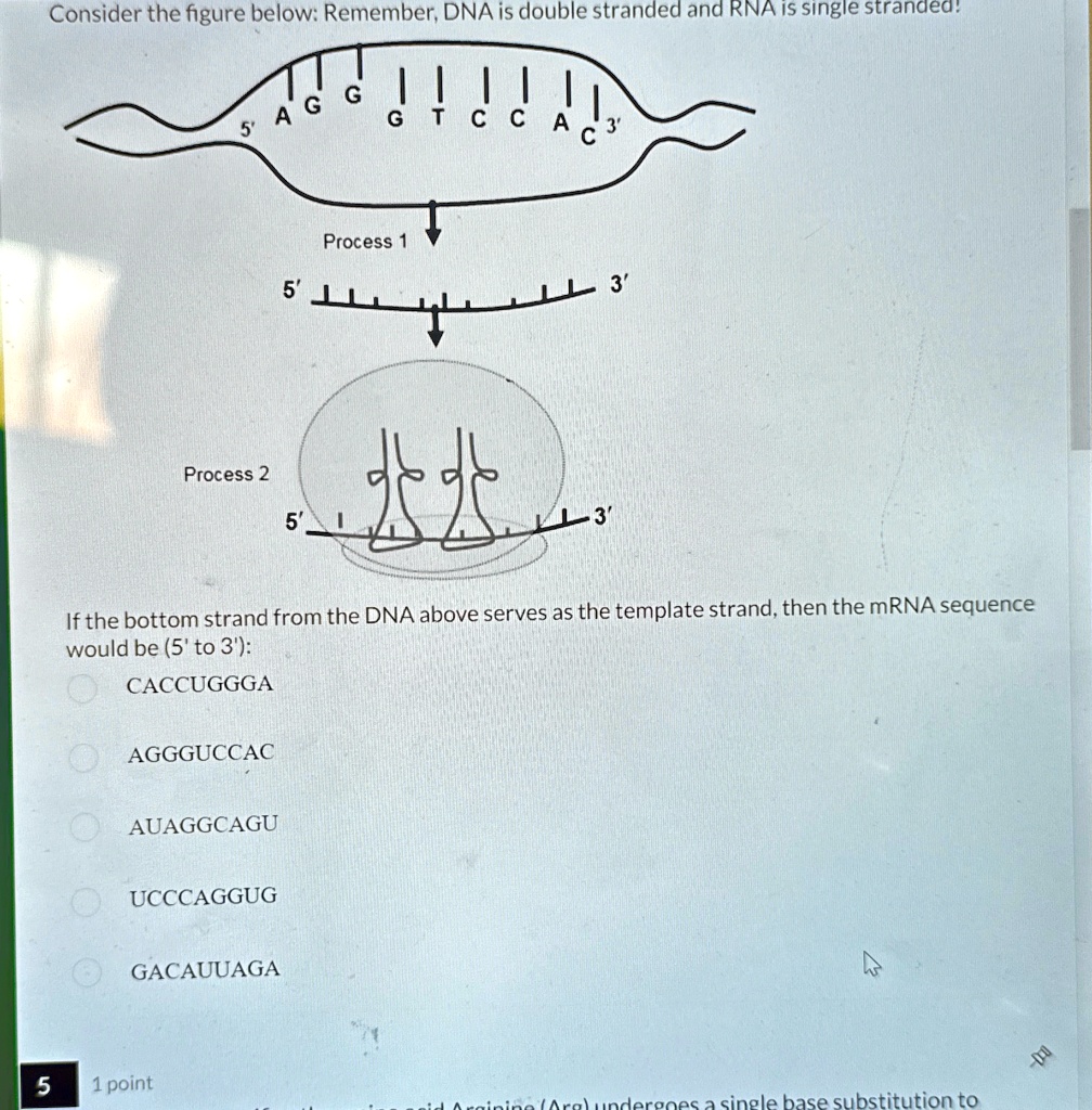 consider the figure below remember dna is double stranded and rna is