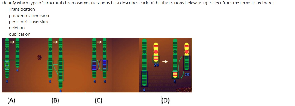 Solved:identify Which Type Of Structura Chromosome Alterations Best  Describes Each Ofthe Illustrations Below (A-D} Select From The Terms Listed  Here: Translocation Paracentric Inversion Pericentric Inversion Deletion  Duplication (A) (B) (C) ((D) Solved:identify Which Type Of Structura Chromosome Alterations Best  Describes Each Ofthe Illustrations Below (A-D} Select From The Terms Listed  Here: Translocation Paracentric Inversion Pericentric Inversion Deletion  Duplication (A) (B) (C) ((D)