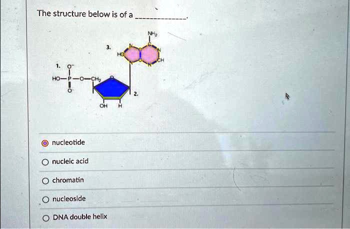 The structure below is of a
1. O
HO-P-O-CH?
3.
CH
2.
OH H
nucleotide
nucleic acid
chromatin
nucleoside
DNA double helix