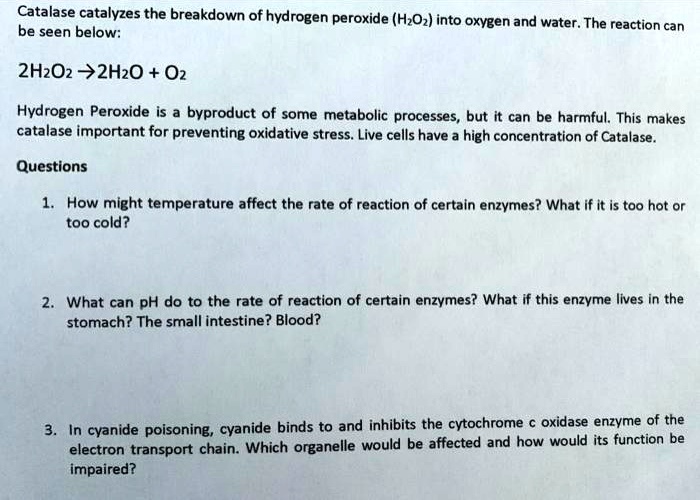 Catalase Processing H2o2 Catalase catalyzes the breakdown of hydrogen peroxide (H2O2) into ...