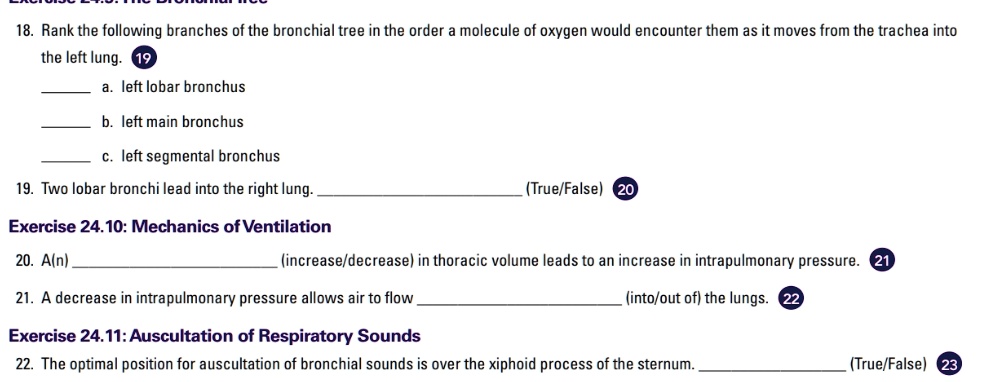 18. Rank the following branches of the bronchial tree in the order a molecule of oxygen would encounter them as it moves from the trachea into the left lung.

 a. left lobar bronchus

 b. left main bronchus

 c. left segmental bronchus

19. Two lobar bronchi lead into the right lung.  (True/False)

Exercise 24.10: Mechanics of Ventilation

20. A(n)  (increase/decrease) in thoracic volume leads to an increase in intrapulmonary pressure.

21. A decrease in intrapulmonary pressure allows air to flow  (into/out of) the lungs.

Exercise 24.11: Auscultation of Respiratory Sounds

22. The optimal position for auscultation of bronchial sounds is over the xiphoid process of the sternum.  (True/False)